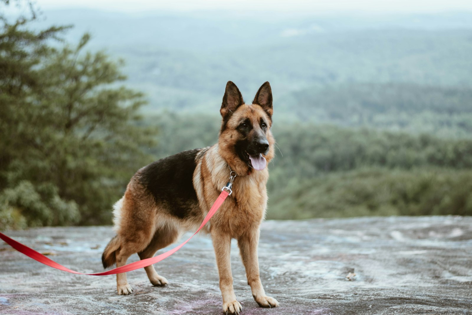 Manned Guarding & K9 — Arthur Security